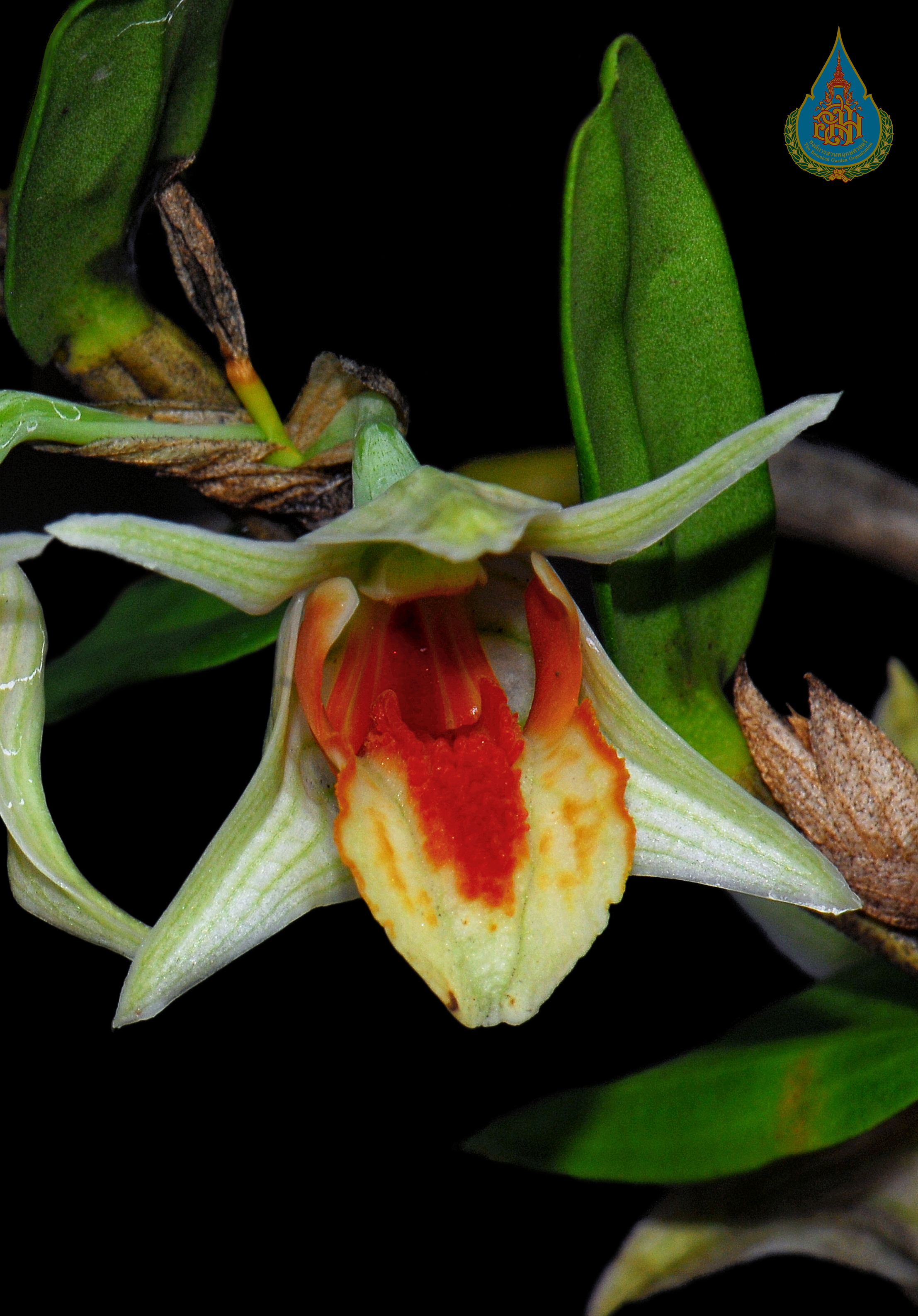 เอื้องปากนกแก้ว Dendrobium cruentum Rchb.f.<br/>ORCHIDACEAE